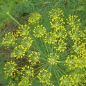 Anethum graveolens